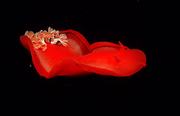 Spanish dancer (nudibranch)
