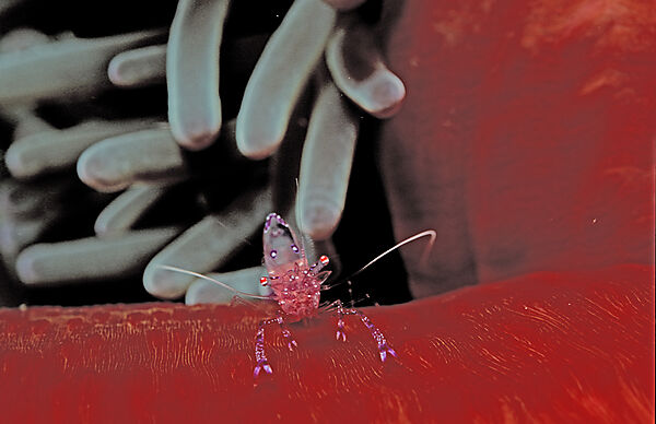 shrimp in anemone