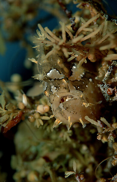 Sargassum frogfish