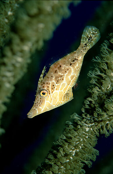 Schlanker Feilenfisch
