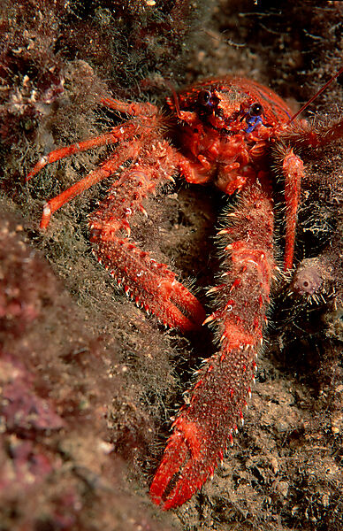 crab