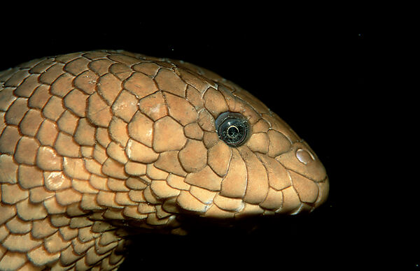 Olive sea snake
