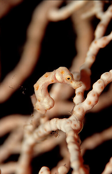 pygmy seahorse