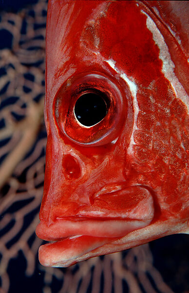 Grossdorn-Husarenfisch