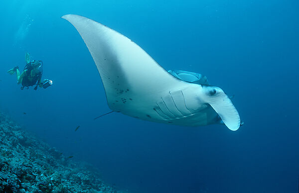 Manta ray and scuba diver