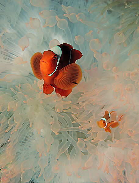 Spinecheek clownfish