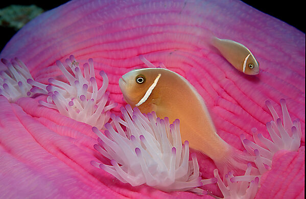 Pink anemonefish