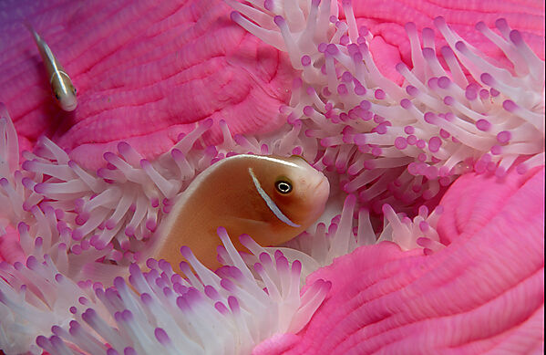 Pink anemonefish