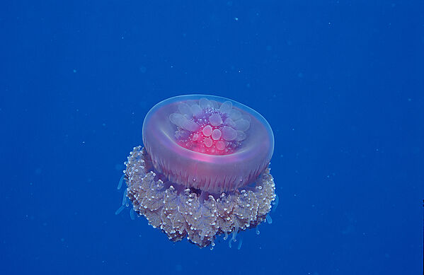 Crown jellyfish