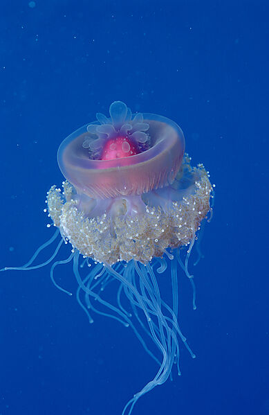 Crown jellyfish
