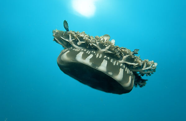 Jellyfish