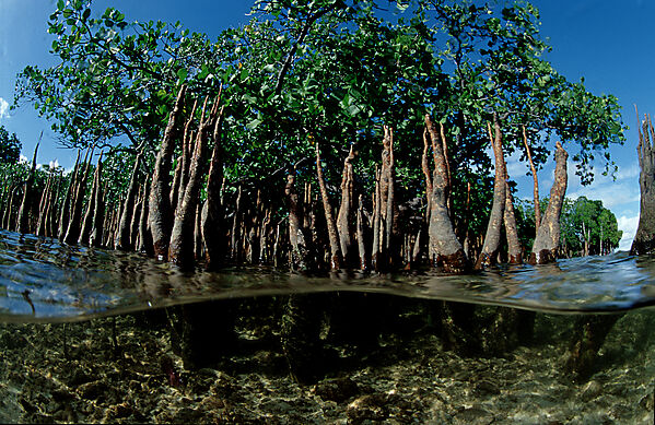 Mangroves, Mangrove trees