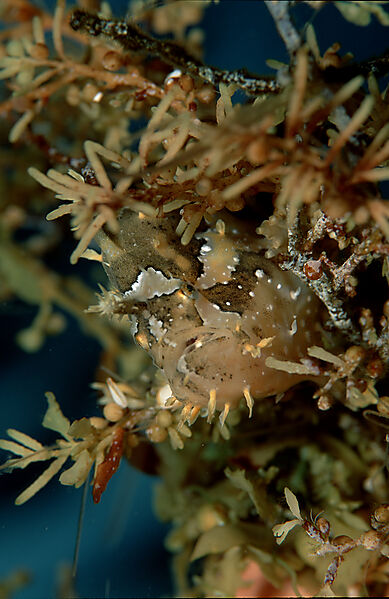 Sargassum frogfish