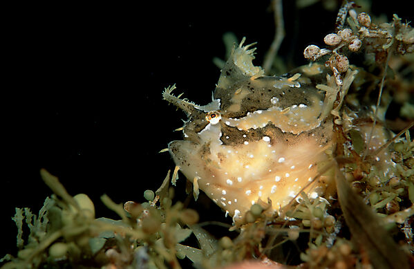 Sargassum frogfish