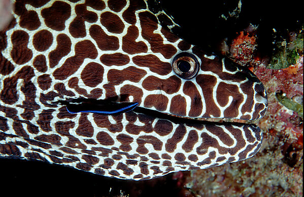 Honeycom moray and cleaner wrasse