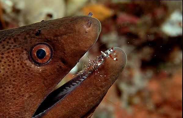 Yellow-margined moray and cleaner shrimp