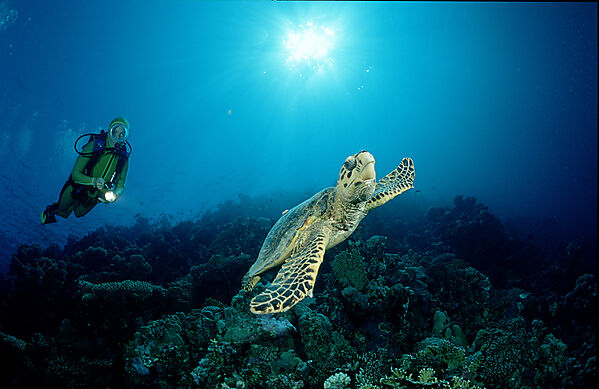 Hawksbill sea turtle and scuba diver