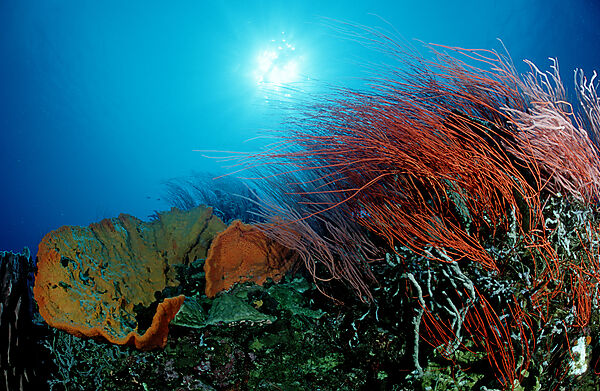 Tropisches Korallenriff