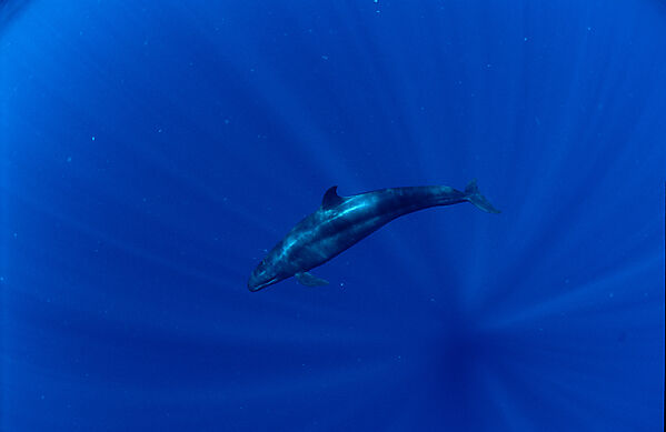 False Killer Whale