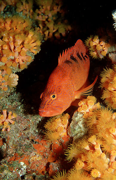 Sixspot grouper