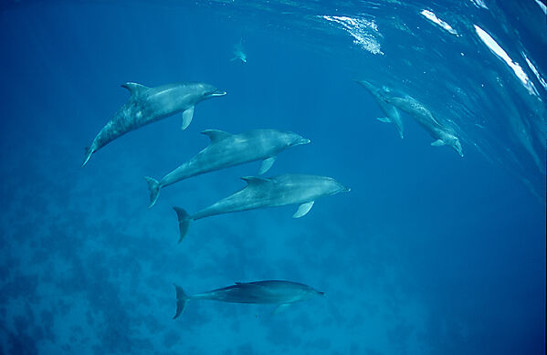 bottlenose dolphin