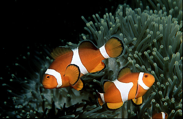 Clown anemonefish, Clownfish