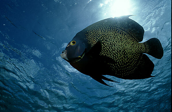 French Angelfish