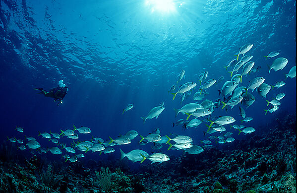 Bigeye trevally and scuba diver