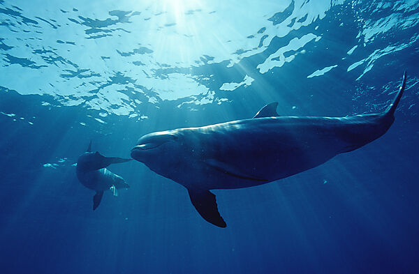 bottlenose dolphin