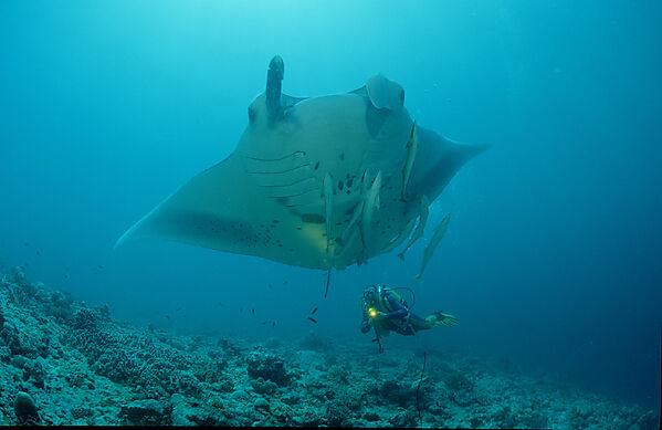 Manta ray and scuba diver