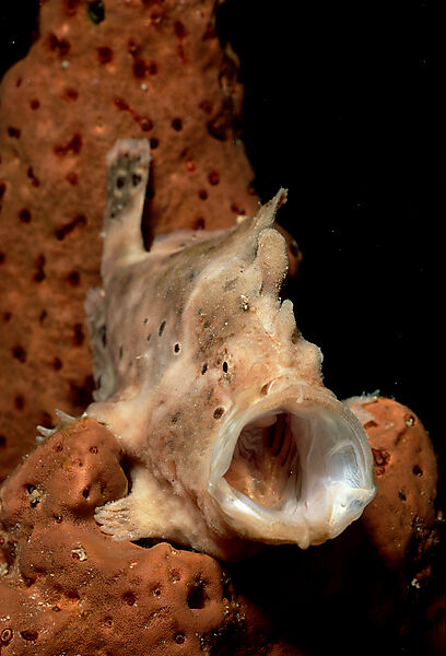 Gaehnender Kroetenfisch