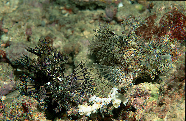 Merlet´s scorpionfish