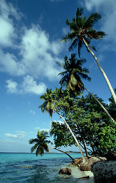 Beach with coconut trees