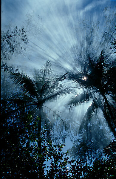 rainforest