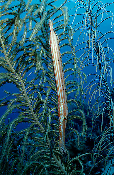 Trumpetfish in the caribbean sea