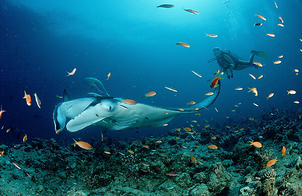 Manta ray and scuba diver