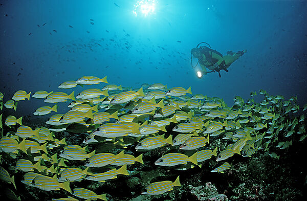 Fivelined snapper and scuba diver