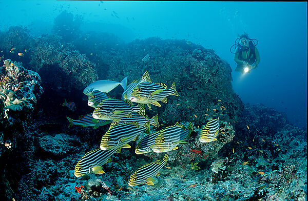 Oriental sweetlips and scuba diver