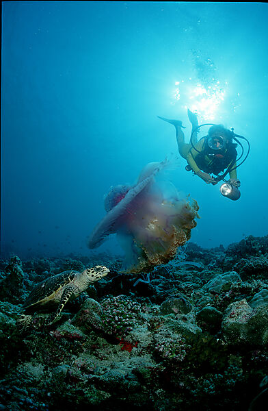 Hawksbill turtle eating jellyfish and scuba diver