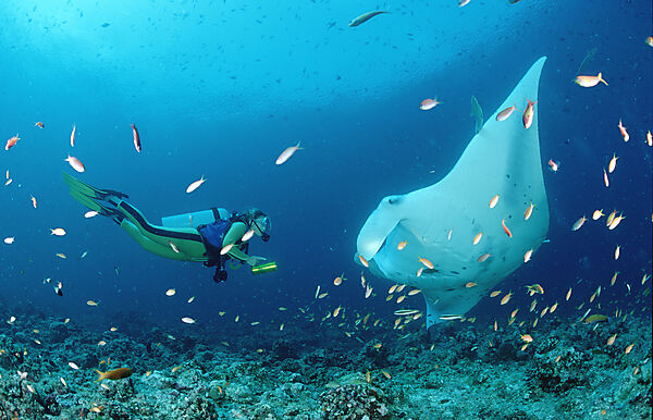 Manta ray and scuba diver