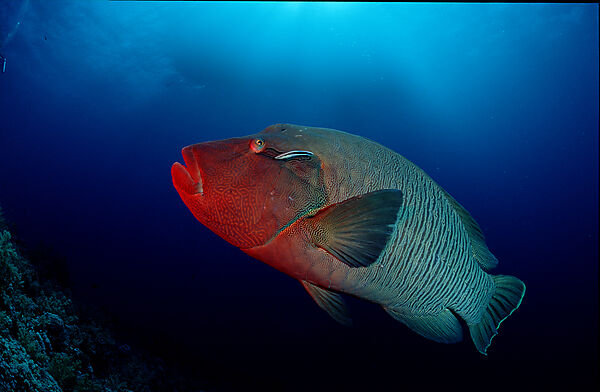 Humpback wrasse
