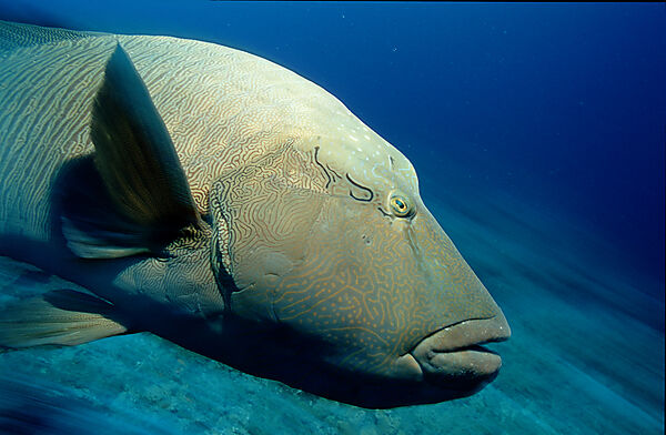 Humpback wrasse