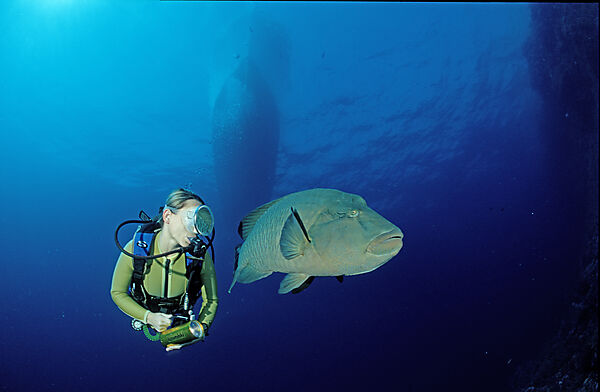 Napoleonfisch und Taucher
