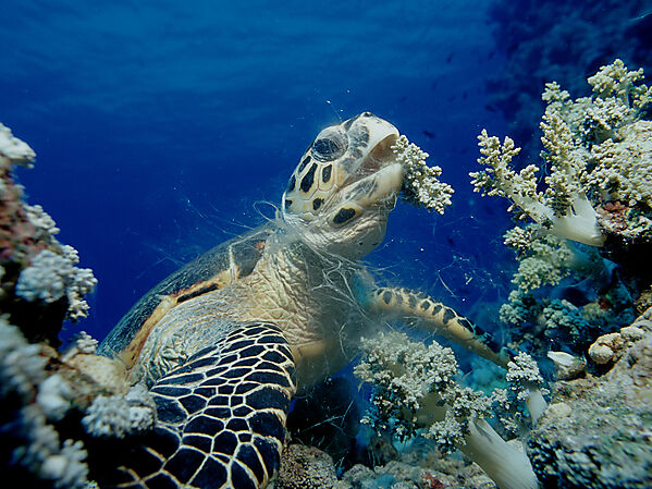 Hawksbill sea turtle eating soft corals