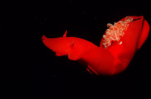 Spanish Dancer, Nudibranch