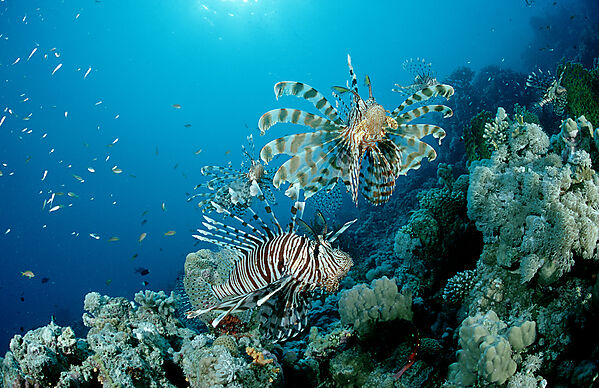 lionfish, turkeyfish