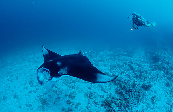 Manta ray and Scuba Diver