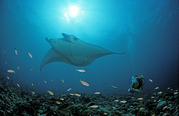 Manta ray and Scuba Diver