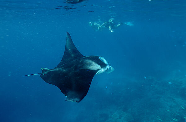 Manta ray and Scin Diver
