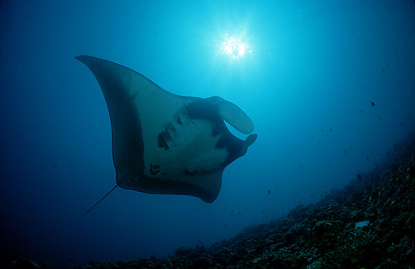 Manta ray
